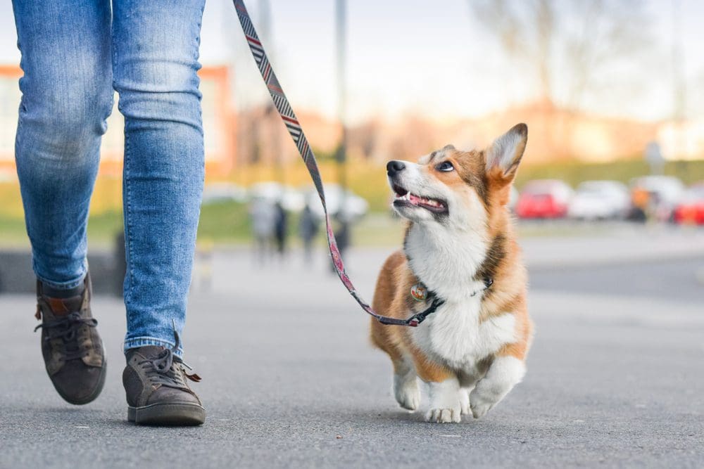 Image related to Le guide ultime pour vivre en harmonie avec les animaux de compagnie à Ottawa